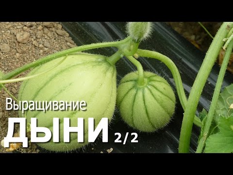 How to plant a melon, how to prepare seeds and grow seedlings