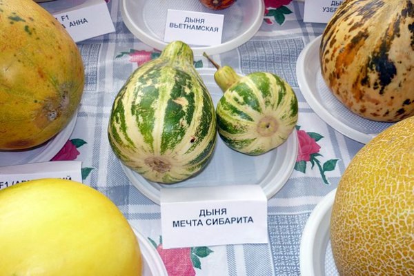 How to plant a melon, how to prepare seeds and grow seedlings