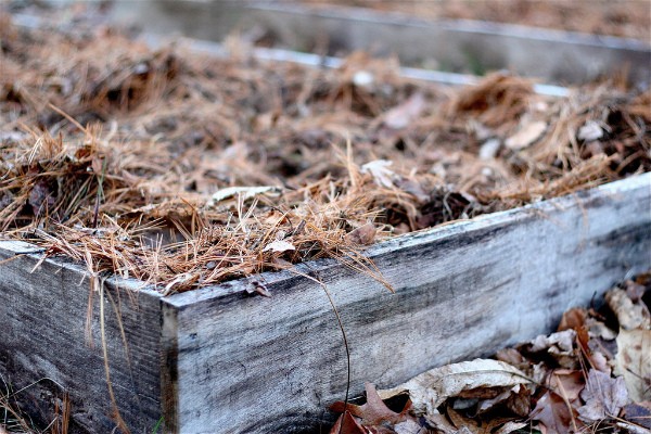 How to plant a melon, how to prepare seeds and grow seedlings