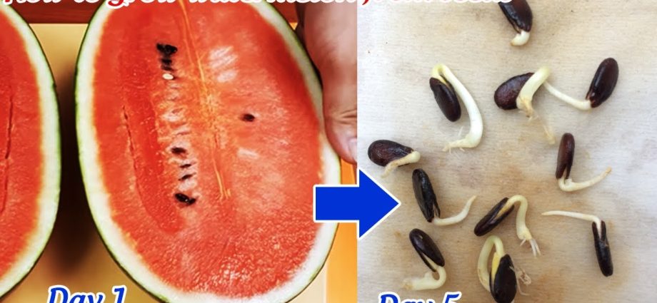 How to plant a melon, how to prepare seeds and grow seedlings