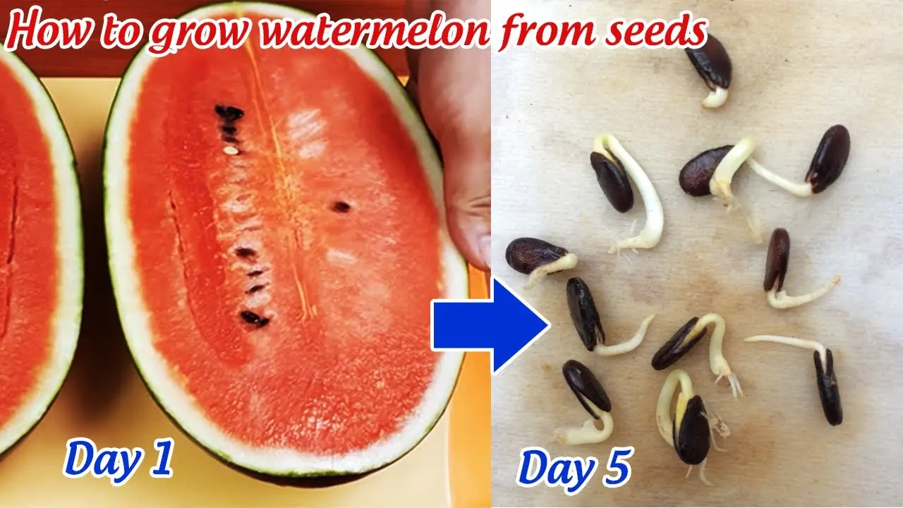 How to plant a melon, how to prepare seeds and grow seedlings