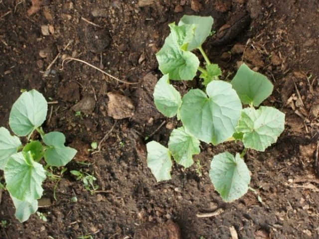 How to plant a melon in open ground