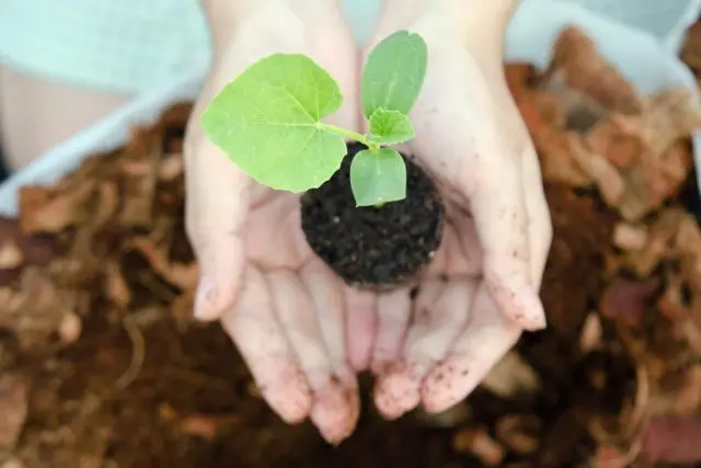 How to plant a melon in open ground