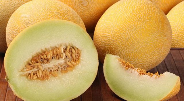 How to plant a melon in open ground