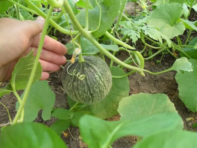 How to plant a melon in open ground