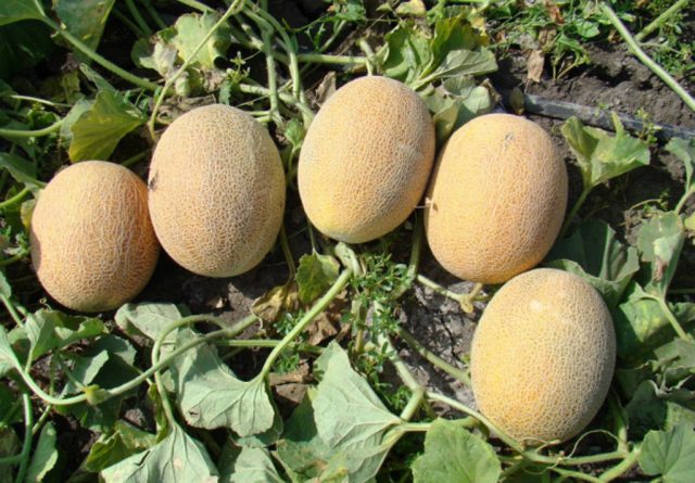 How to plant a melon in open ground