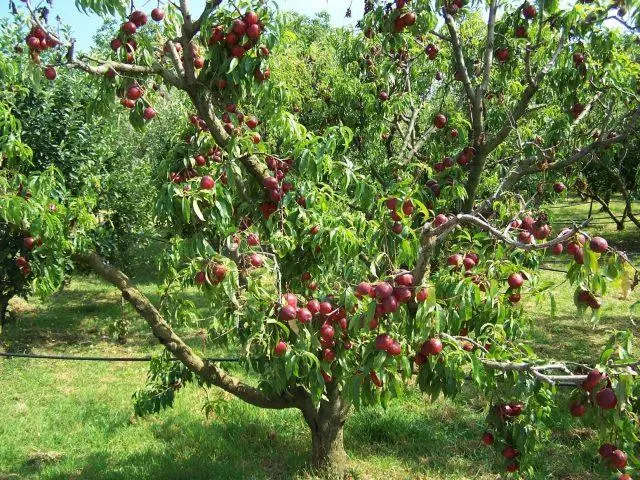 How to plant a nectarine seedling: in autumn, in spring