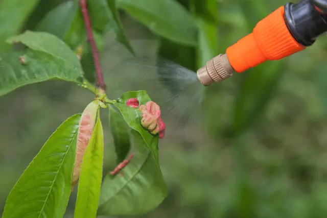 How to plant a nectarine seedling: in autumn, in spring