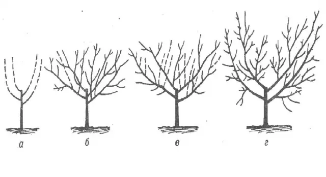 How to plant a nectarine seedling: in autumn, in spring