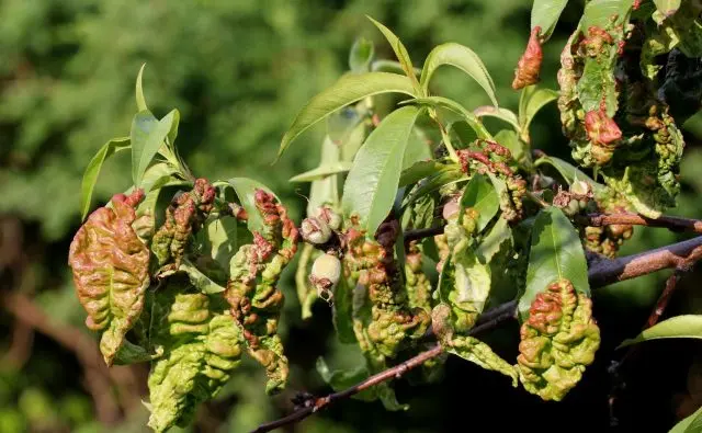 How to plant a nectarine seedling: in autumn, in spring