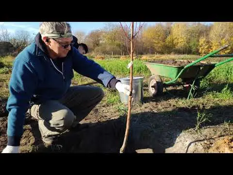 How to plant a nectarine seedling: in autumn, in spring