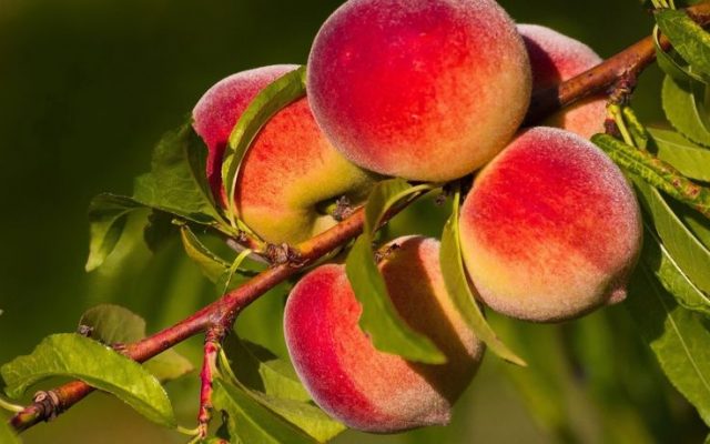 How to plant a peach