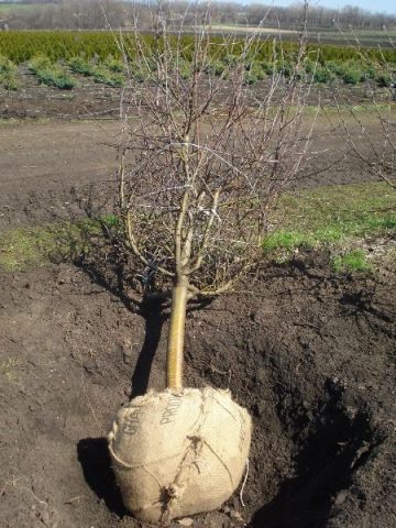 How to plant a peach