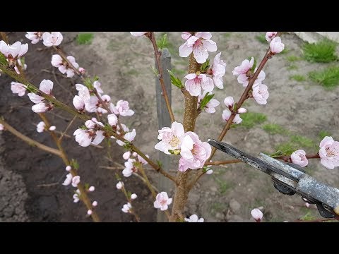 How to plant a peach