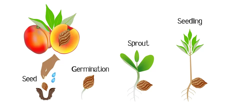 How to plant a peach