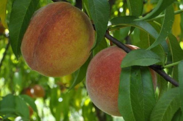 How to plant a peach on a plum, on an apricot