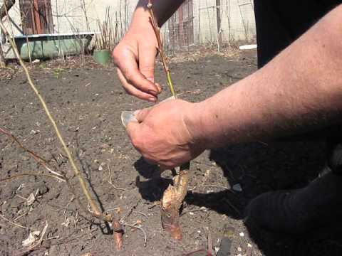 How to plant a peach on a plum, on an apricot