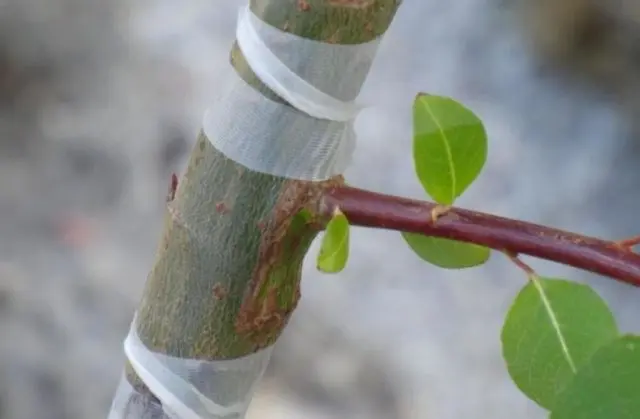 How to plant a peach on a plum, on an apricot