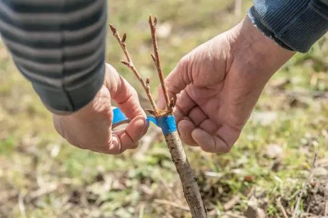 How to plant a peach on a plum, on an apricot