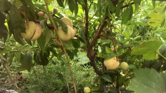 How to plant a peach on a plum, on an apricot