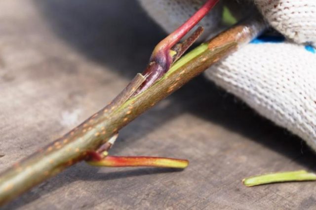 How to plant a peach on a plum, on an apricot