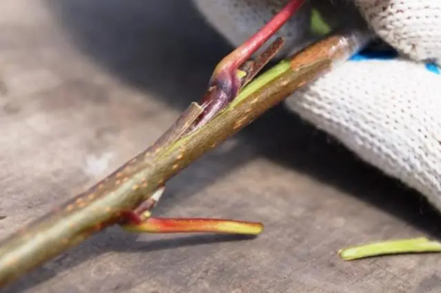 How to plant a peach on a plum, on an apricot