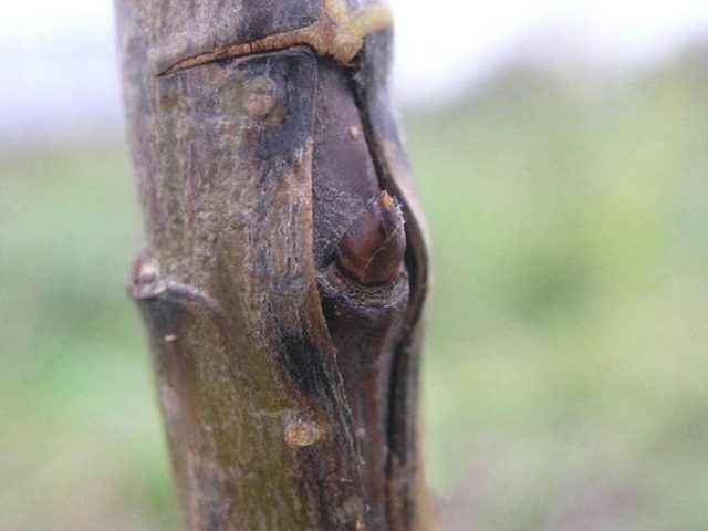 How to plant a peach on a plum, on an apricot