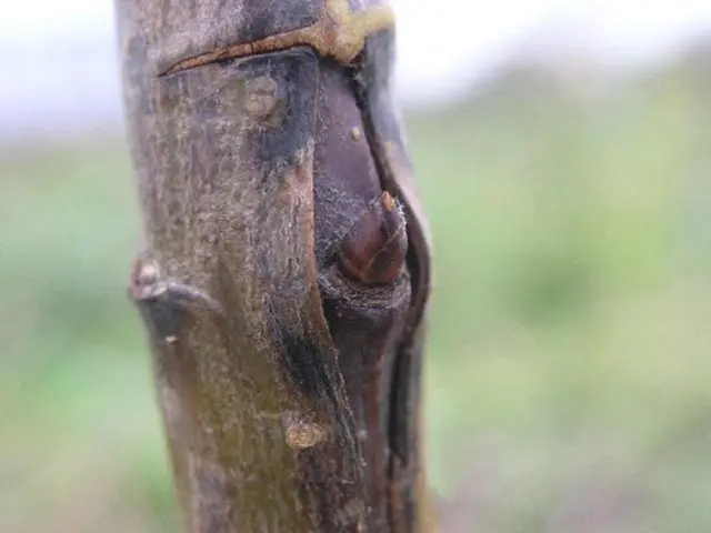 How to plant a peach on a plum, on an apricot