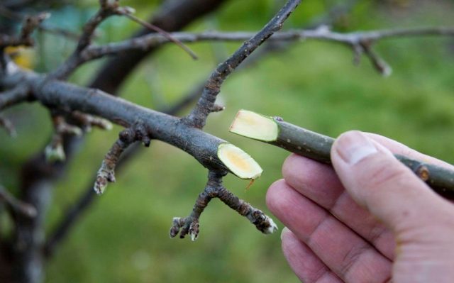 How to plant a peach on a plum, on an apricot