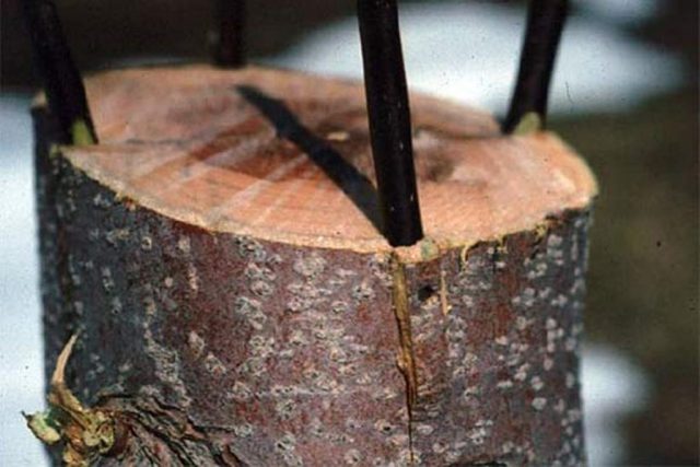 How to plant a peach on a plum, on an apricot