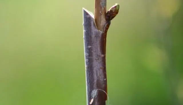 How to plant a peach on a plum, on an apricot