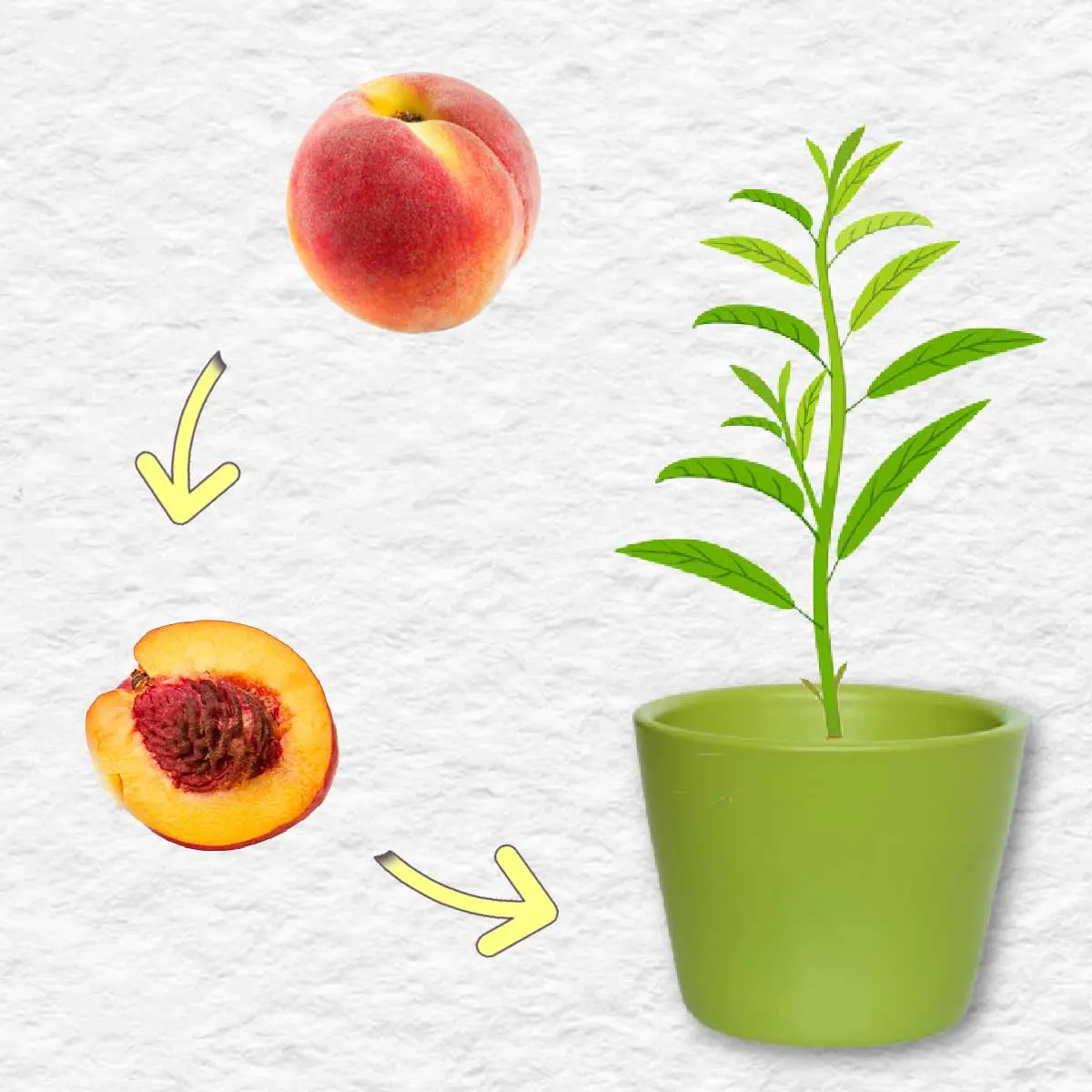 How to plant a peach on a plum, on an apricot