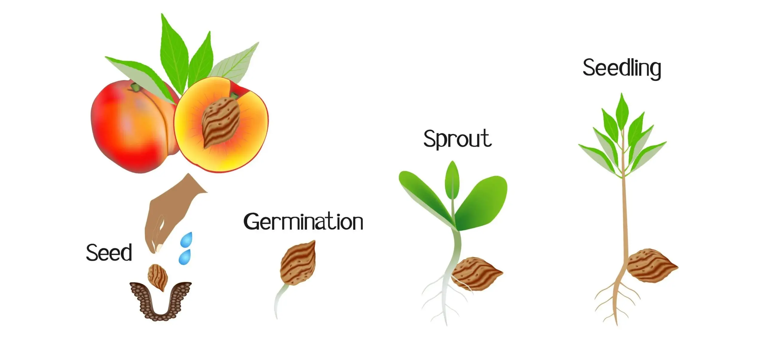 How to plant a peach