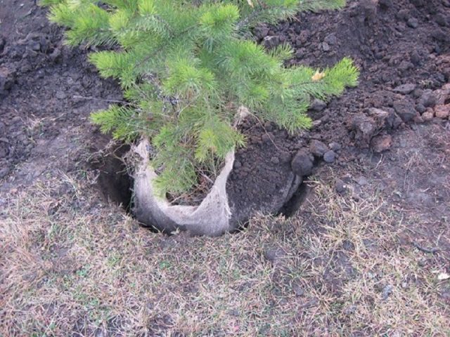 How to plant a pine seedling