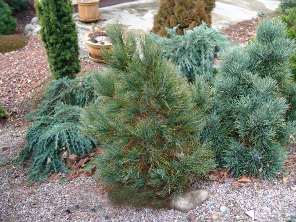 How to plant a pine seedling