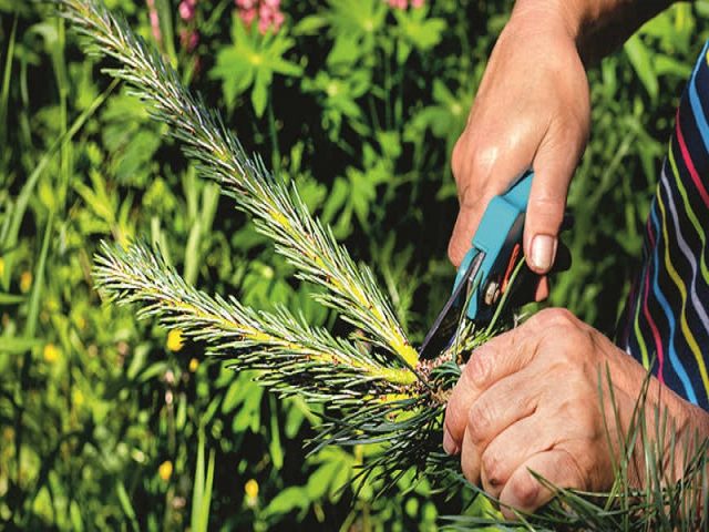 How to plant a pine seedling