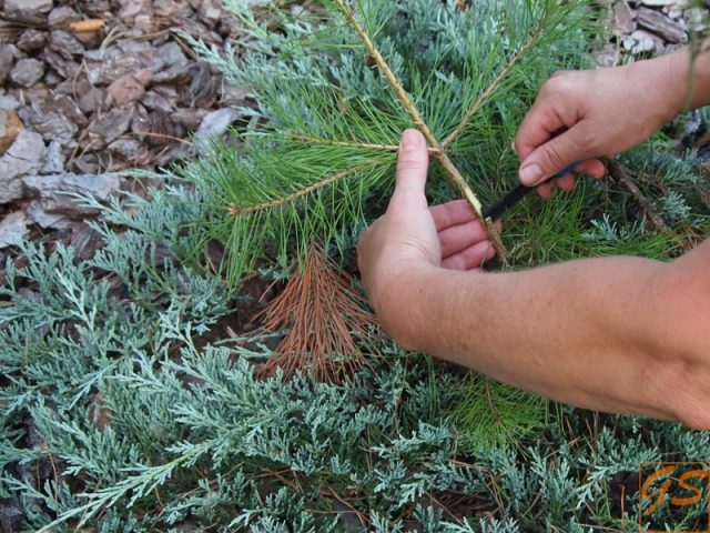 How to plant a pine seedling