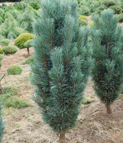 How to plant a pine seedling