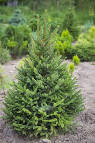 How to plant a pine seedling