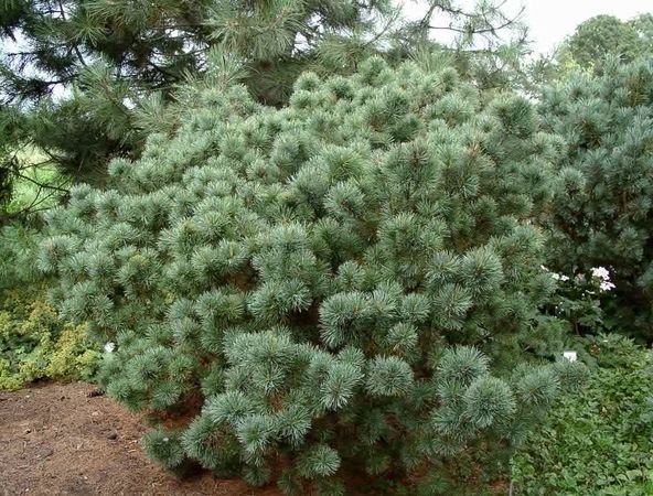 How to plant a pine seedling