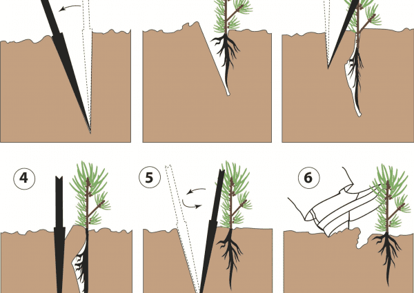 How to plant a pine seedling