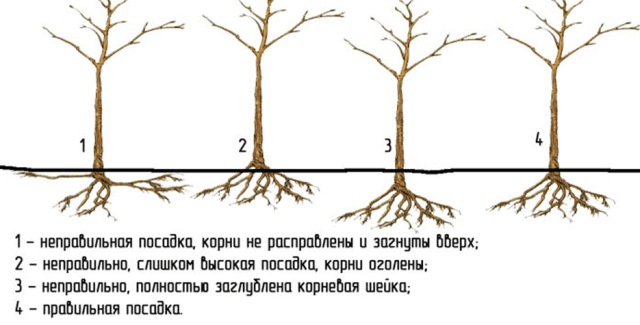 How to Plant a Plum in Spring: A Step by Step Guide