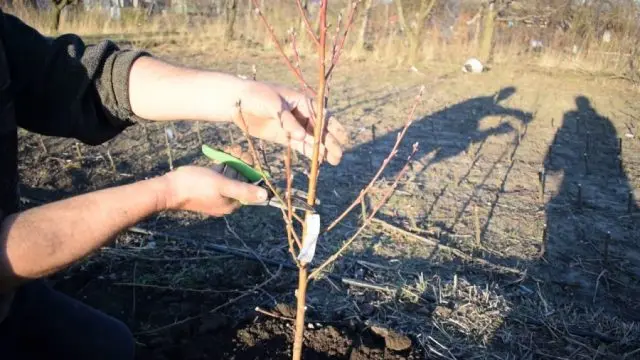 How to Plant a Plum in Spring: A Step by Step Guide