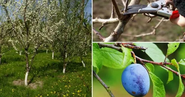 How to Plant a Plum in Spring: A Step by Step Guide