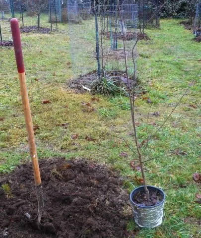 How to Plant a Plum in Spring: A Step by Step Guide