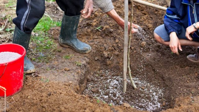 How to Plant a Plum in Spring: A Step by Step Guide