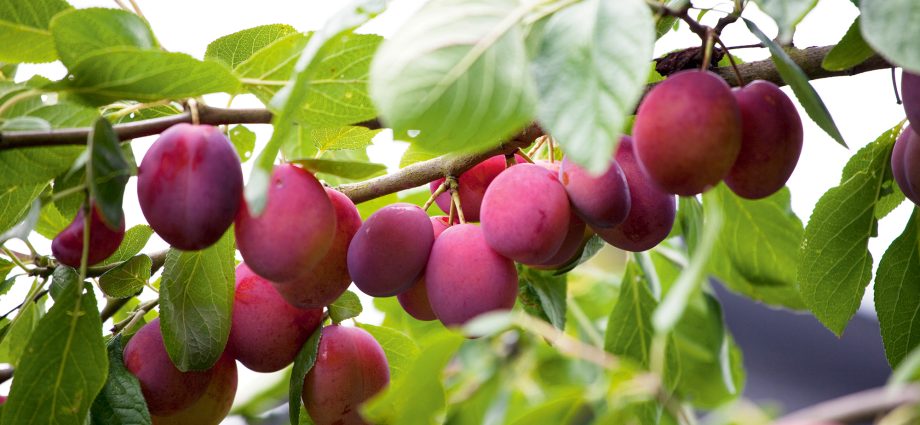 How to Plant a Plum in Spring: A Step by Step Guide