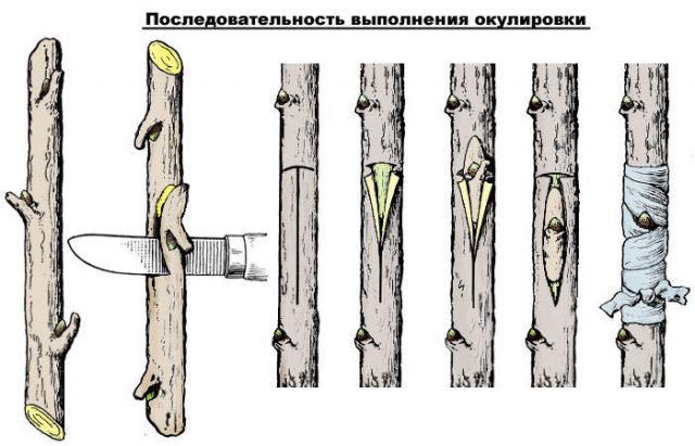 How to plant a plum in spring: step by step