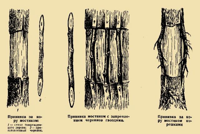 How to plant a plum in spring: step by step