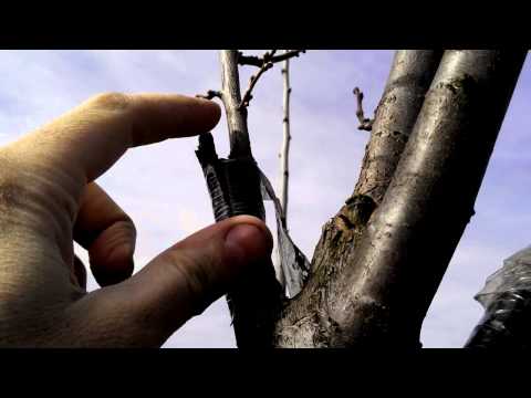 How to plant a plum in spring: step by step